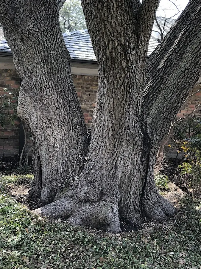 Mature heritage tree close to a Durhamville property cared for by certified arborists
